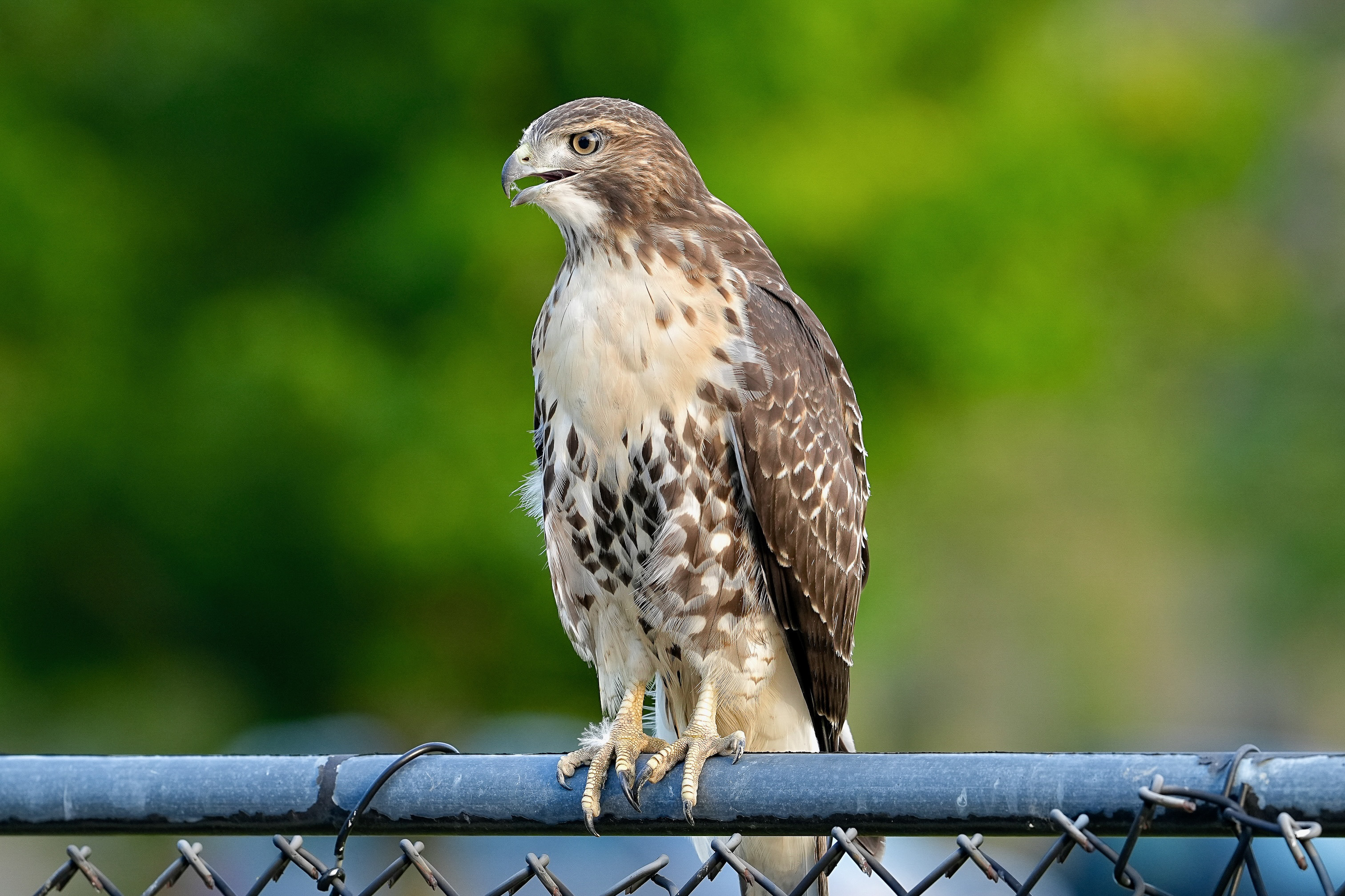 Red-tailed Hawks O1 and O2